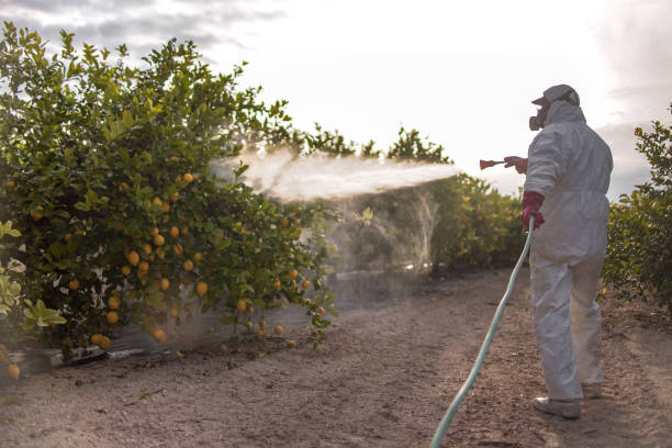 Best Affordable Pest Control Services  in Sunset, LA
