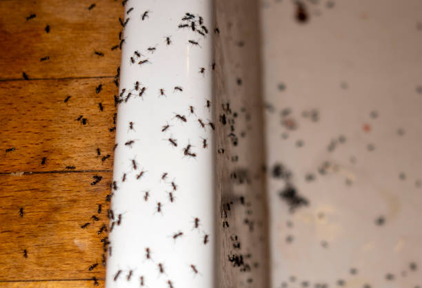 Best Local Pest Control Services  in Sunset, LA